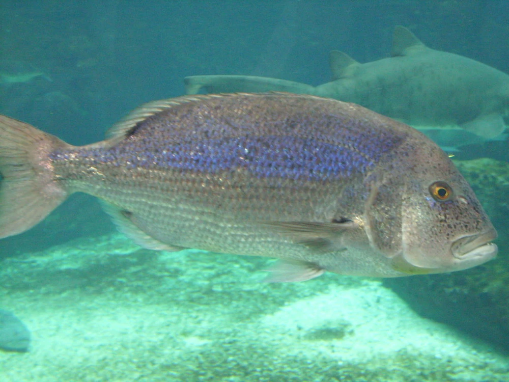 Dentex dentex (Common dentex)