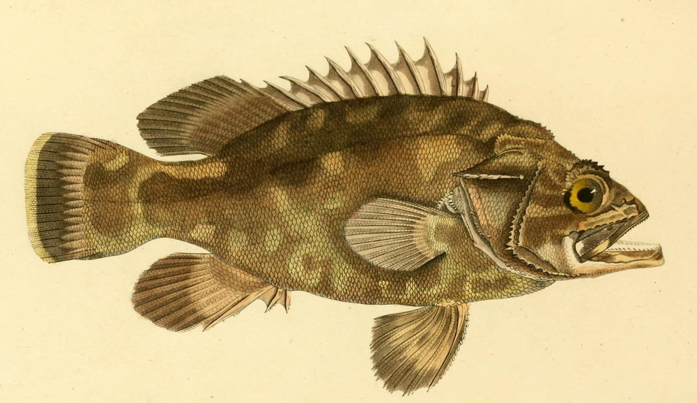 Polyprion americanus (Wreckfish)