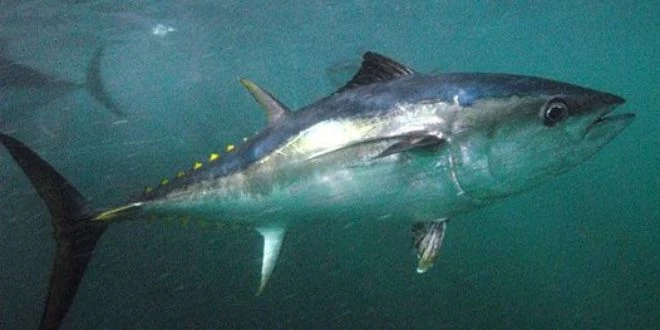 Thunnus maccoyii (Southern bluefin tuna)