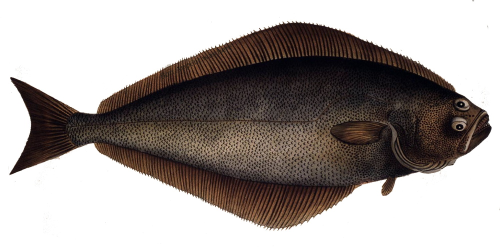 Hippoglossus hippoglossus (Atlantic halibut)