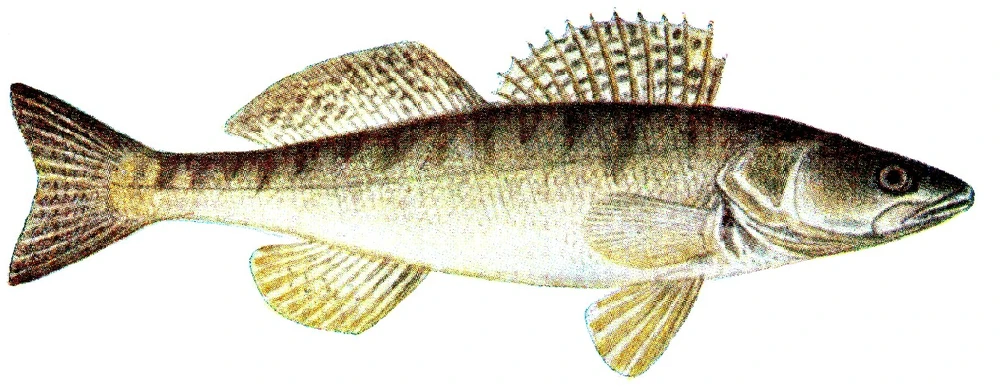 Sander lucioperca (Pikeperch)