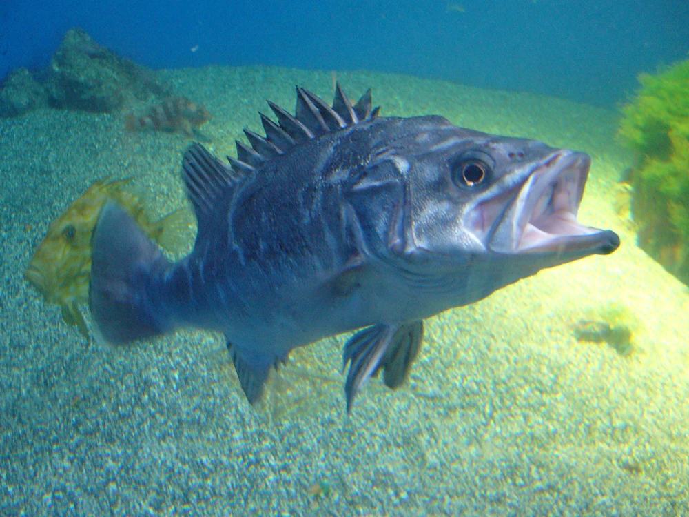 Polyprion americanus (Wreckfish)