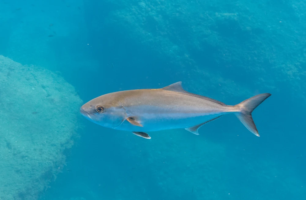 Seriola dumerili (Greater amberjack)