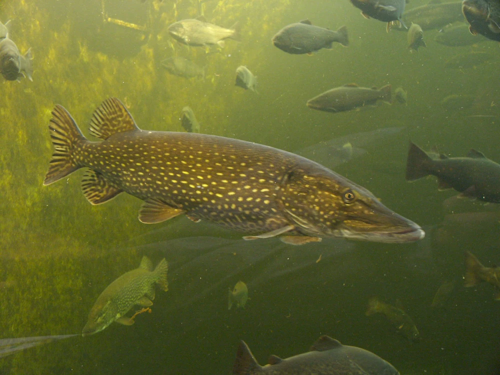 Esox lucius (Northern pike)