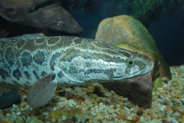 Channa argus (Northern snakehead)