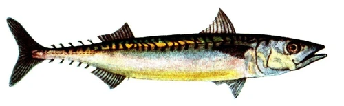 Scomber scombrus (Atlantic mackerel)