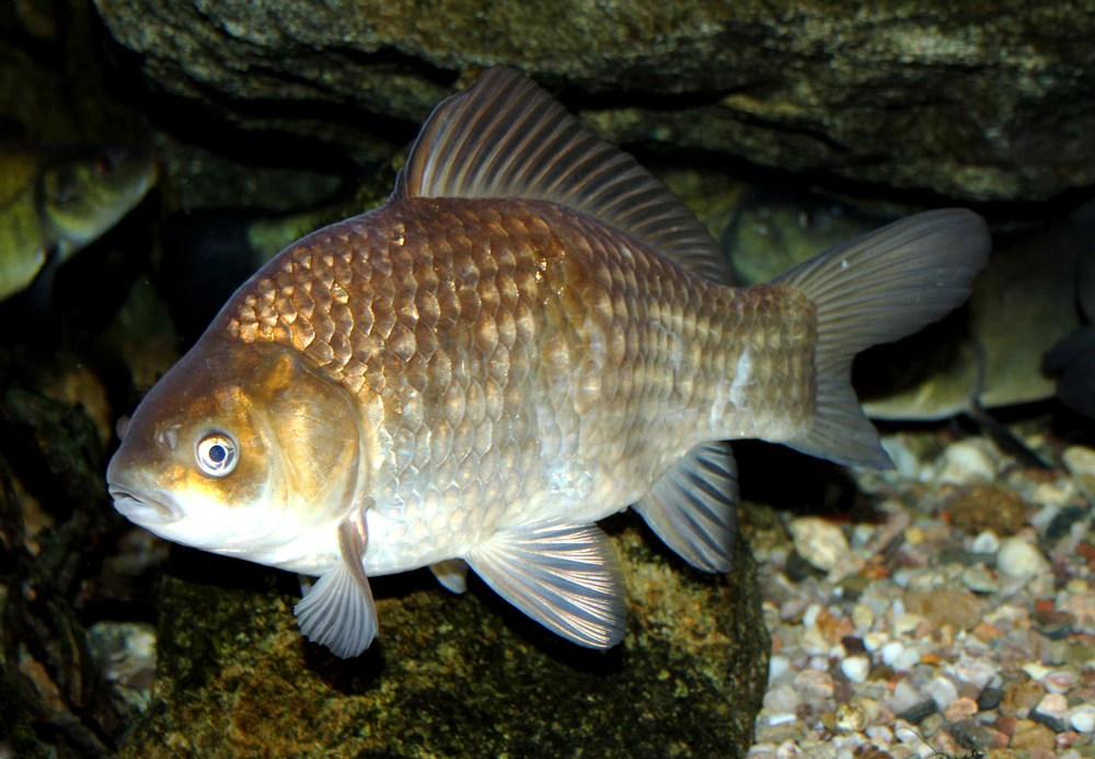 Carassius carassius (Crucian carp)