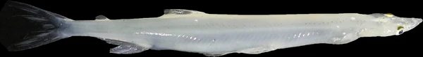 Protosalanx chinensis (Clearhead icefish)