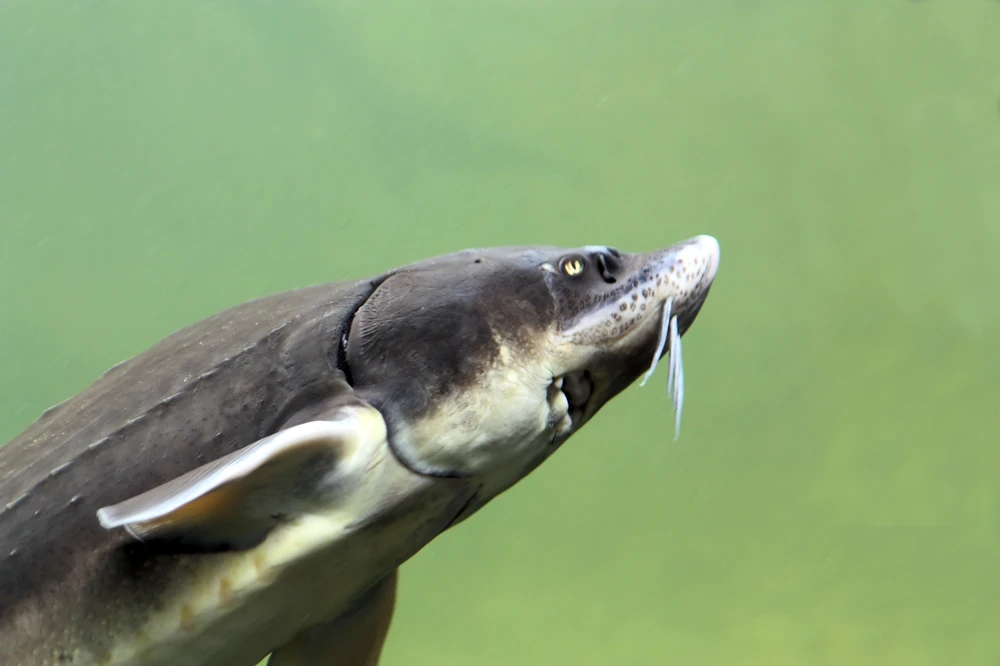 Acipenser gueldenstaedtii (Russian sturgeon)