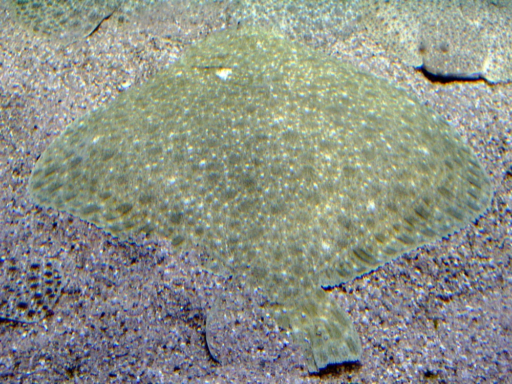 Scophthalmus maximus (Turbot)