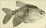 Picture of Colossoma macropomum