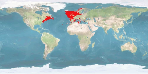 Distribution map: Scomber scombrus (Atlantic mackerel)