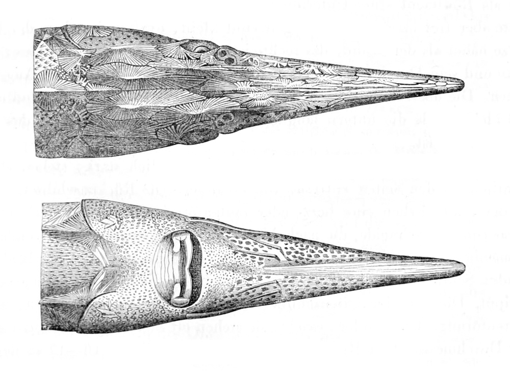 Acipenser stellatus (Stellate sturgeon)