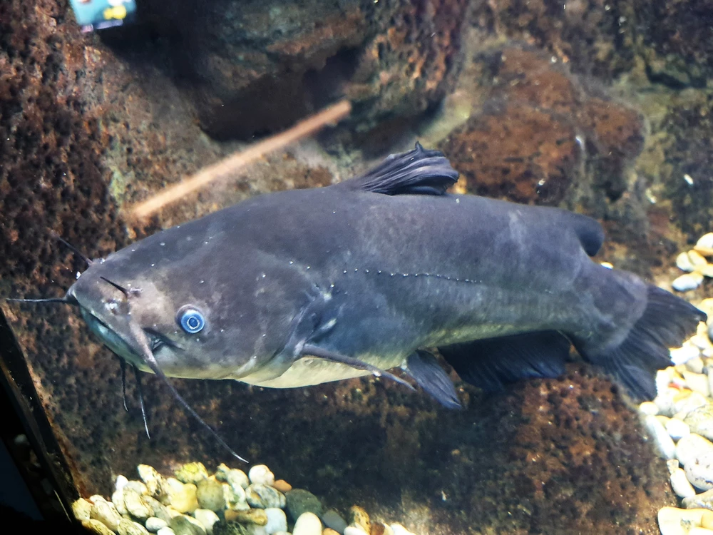 Ameiurus melas (Black bullhead catfish)