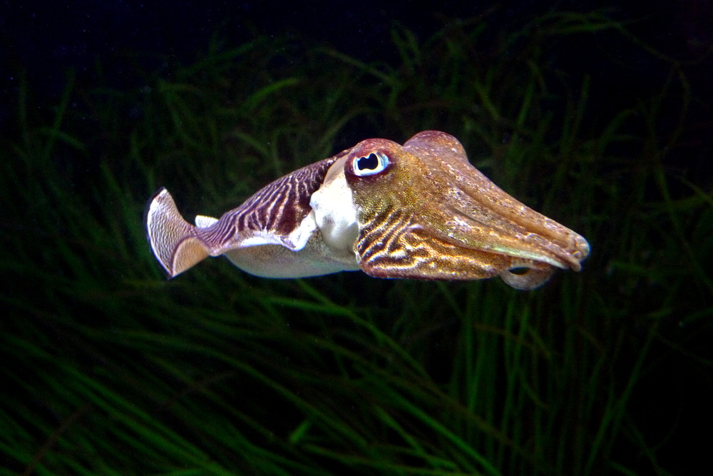 Sepia officinalis (Common cuttlefish)