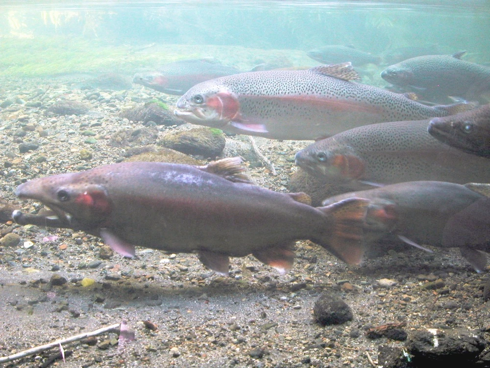 Oncorhynchus mykiss (Rainbow trout)