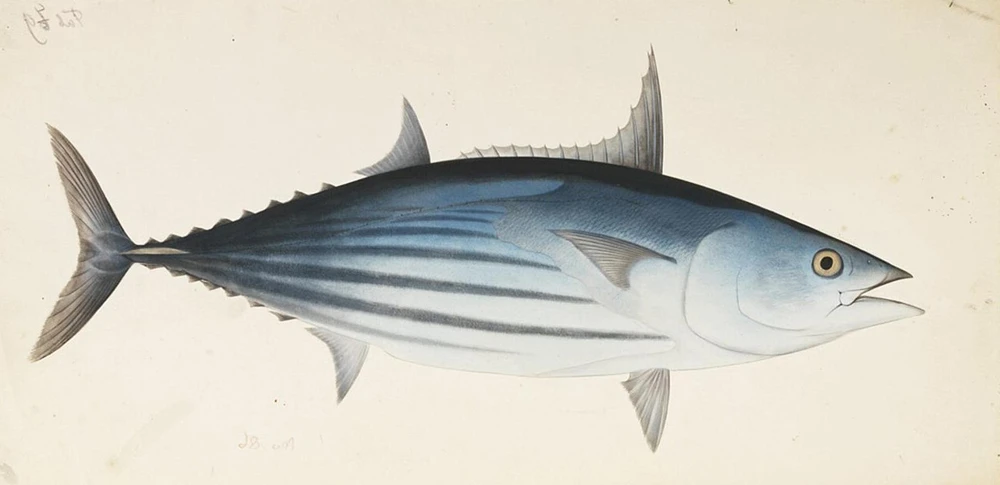 Katsuwonus pelamis (Skipjack tuna)