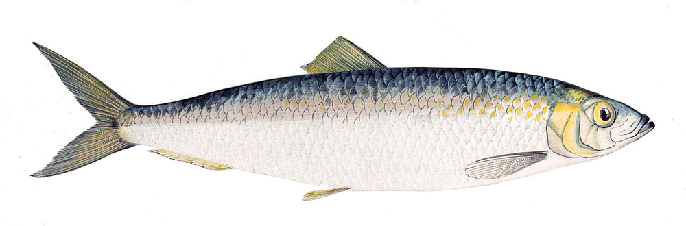 Clupea harengus (Atlantic herring)