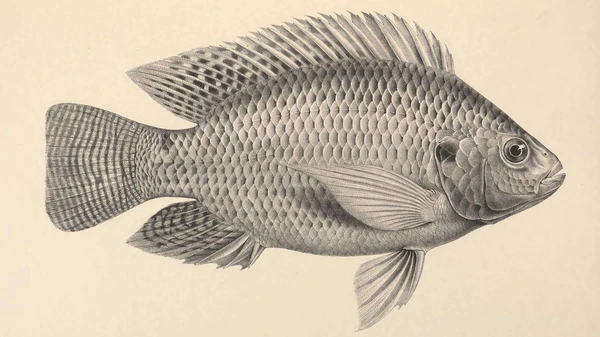 Oreochromis niloticus (Nile tilapia)