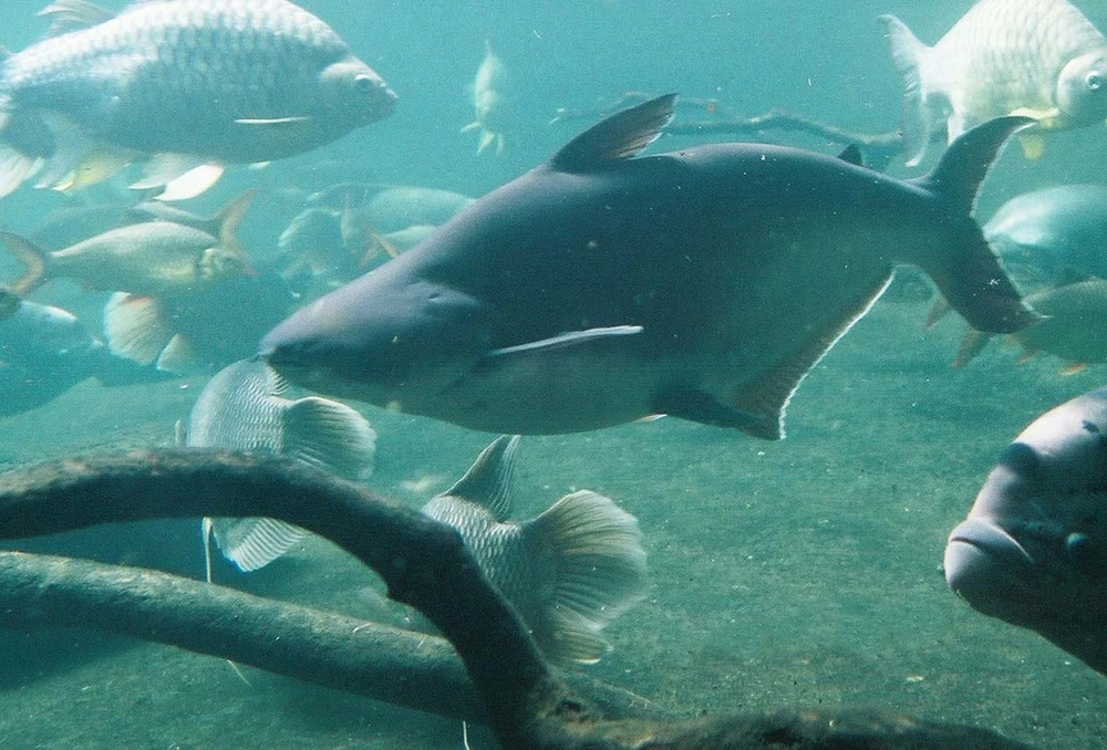 Pangasianodon hypophthalmus (Pangasius)