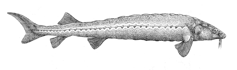 Acipenser naccarii (Adriatic sturgeon)