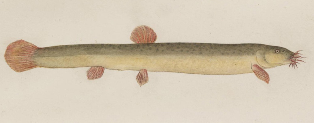 Misgurnus anguillicaudatus (Pond loach)