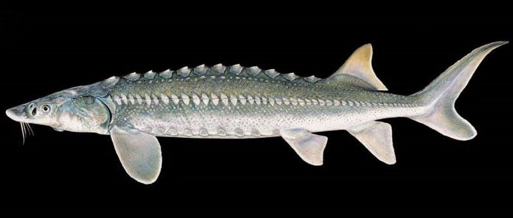 Acipenser transmontanus (White sturgeon)