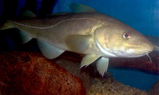 Gadus morhua (Atlantic cod)