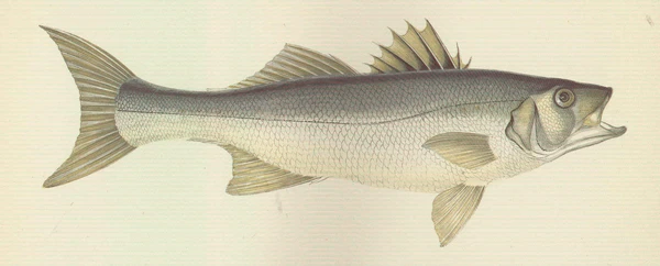 Dicentrarchus labrax (European seabass)