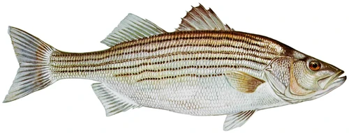 Morone saxatilis (Striped bass)