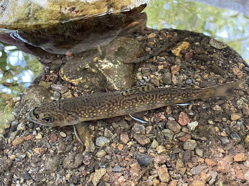 Salvelinus fontinalis (Brook trout)