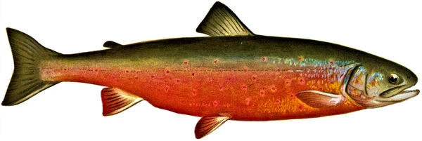 Salvelinus alpinus alpinus (Arctic char)