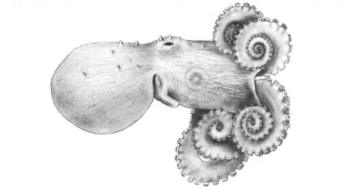 Octopus maya (Mexican four-eyed octopus)