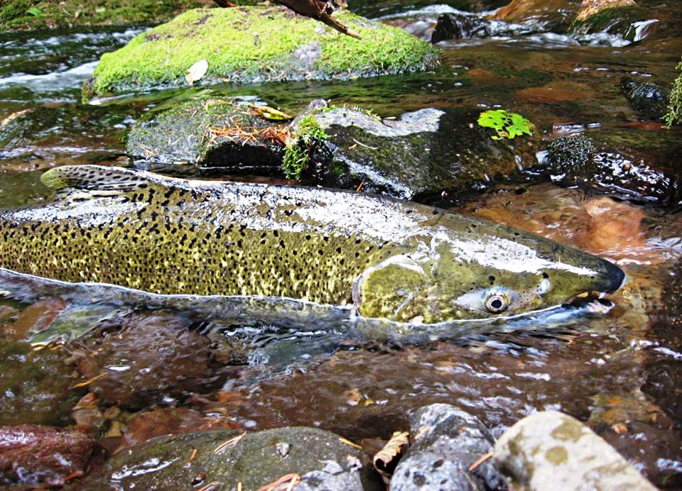 Oncorhynchus tshawytscha (Chinook salmon)