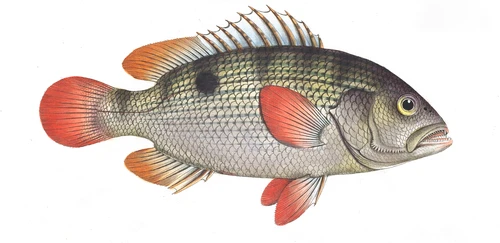Lutjanus johnii (John's snapper)