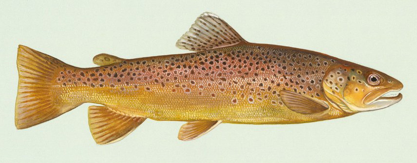 Salmo trutta (Brown trout)