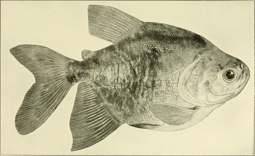 Colossoma macropomum (Tambaqui)