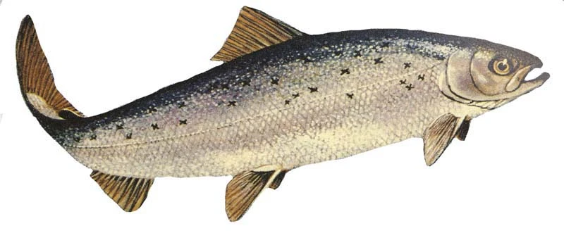 Salmo salar (Atlantic salmon)