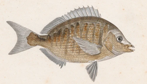 Diplodus puntazzo (Sharpsnout seabream)