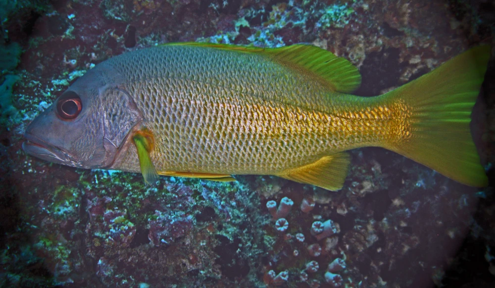 Lutjanus argentimaculatus (Mangrove red snapper)