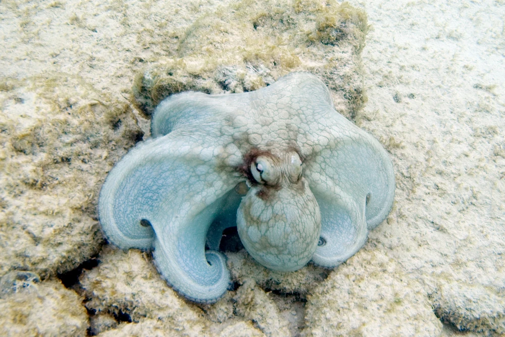 Octopus vulgaris (Common octopus)