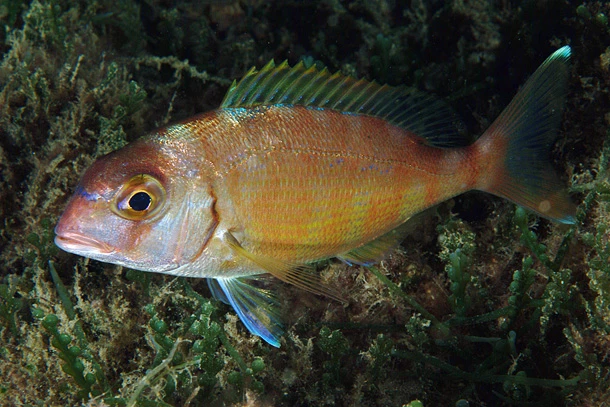Pagrus pagrus (Red porgy)