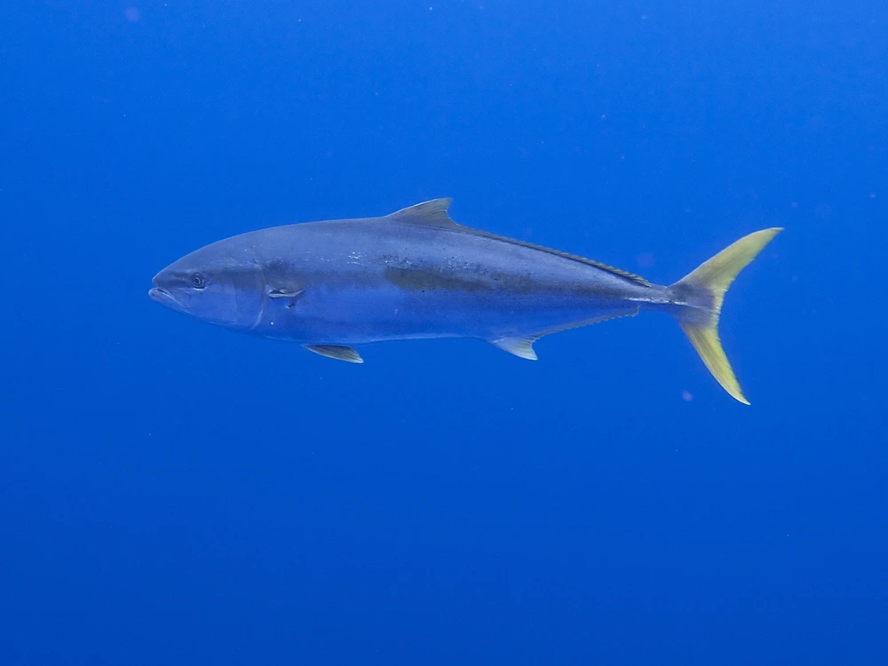 Seriola lalandi (Yellowtail amberjack)