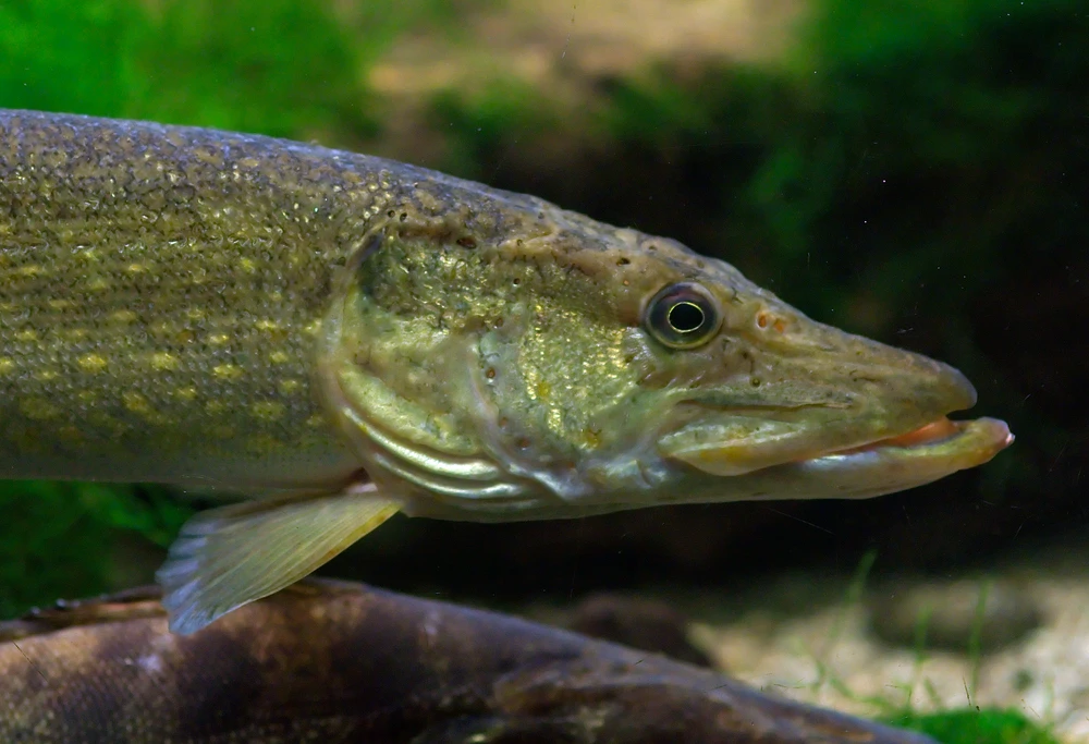 Esox lucius (Northern pike)