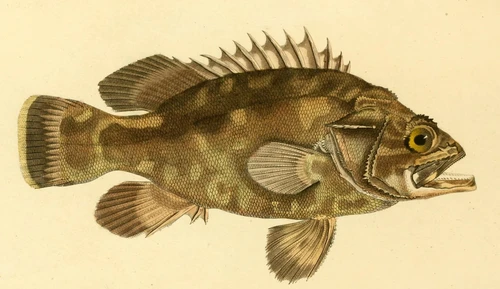 Polyprion americanus (Wreckfish)