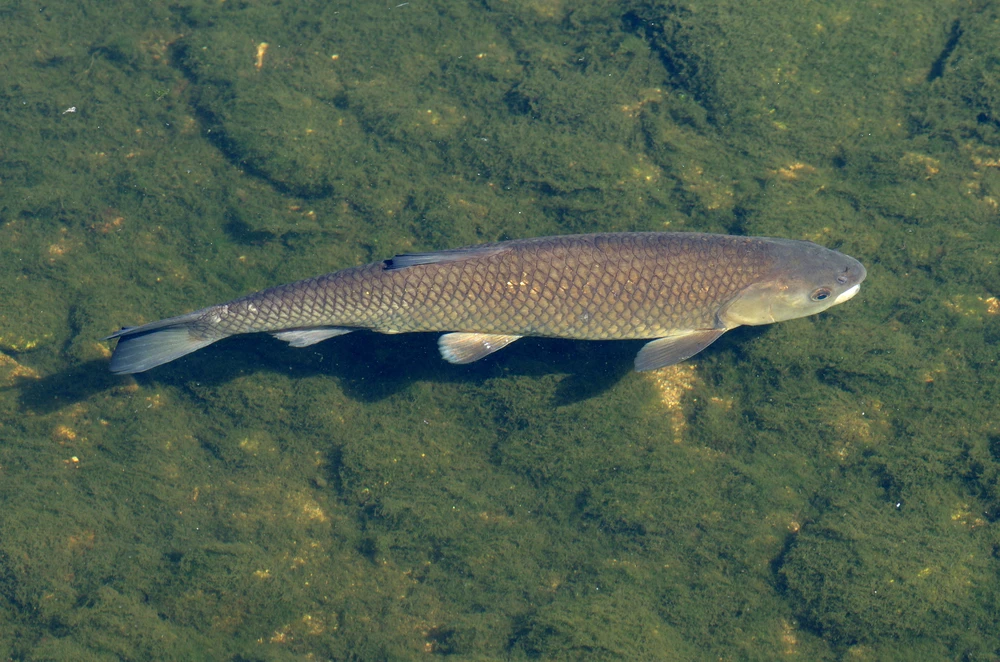 Ctenopharyngodon idella (Grass carp)