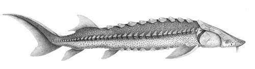 Acipenser transmontanus (White sturgeon)