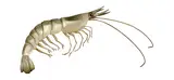 Picture of Penaeus vannamei