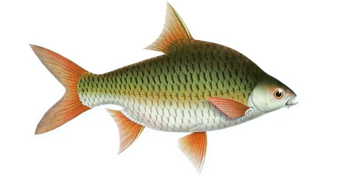 Barbonymus gonionotus (Silver barb)