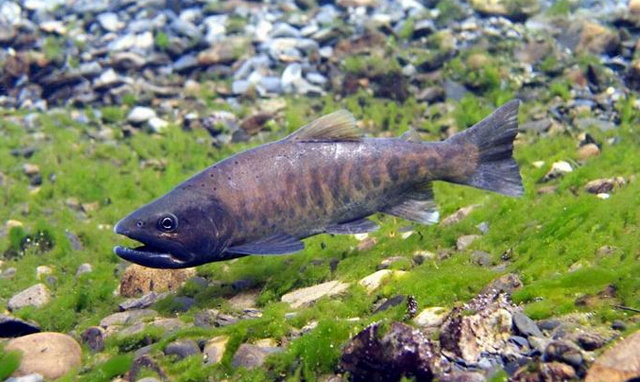 Oncorhynchus masou (Cherry salmon)